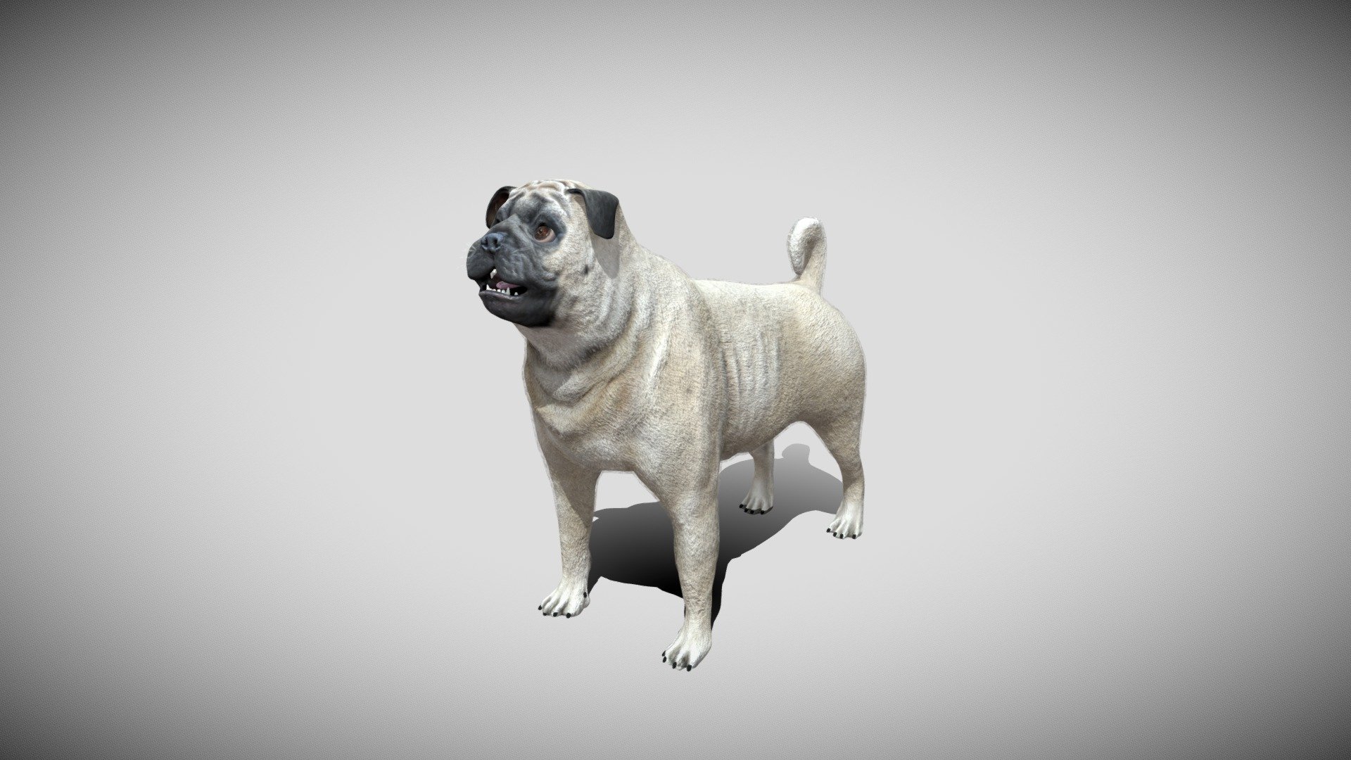Realistic pug model, with several animations combined into one (take). in Unity you can easily do sequences. Fur is a separate model, so if you want you can remove them, all textures are 2048x2048 3d model