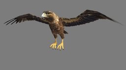 Eagle bird, birds, eagle, animals, hawk, falcon, zoo, nature, feather, bald, aguila, goldeneagle, golden-eagle, animal, animated