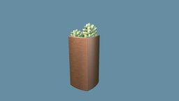 Sedum Morganianum Cactus green, pot, small, cactus, potted, tiny, cacti, nature, sweet, copper, succulent, botanical, pbr