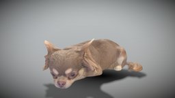 Lying dog 42 beast, archviz, scanning, dog, pet, animals, mammal, hunting, puppy, domestic, canine, chihuahua, photoscan, photogrammetry, game, 3d, lowpoly, house, animal, interior, highpoly, chihuahuan