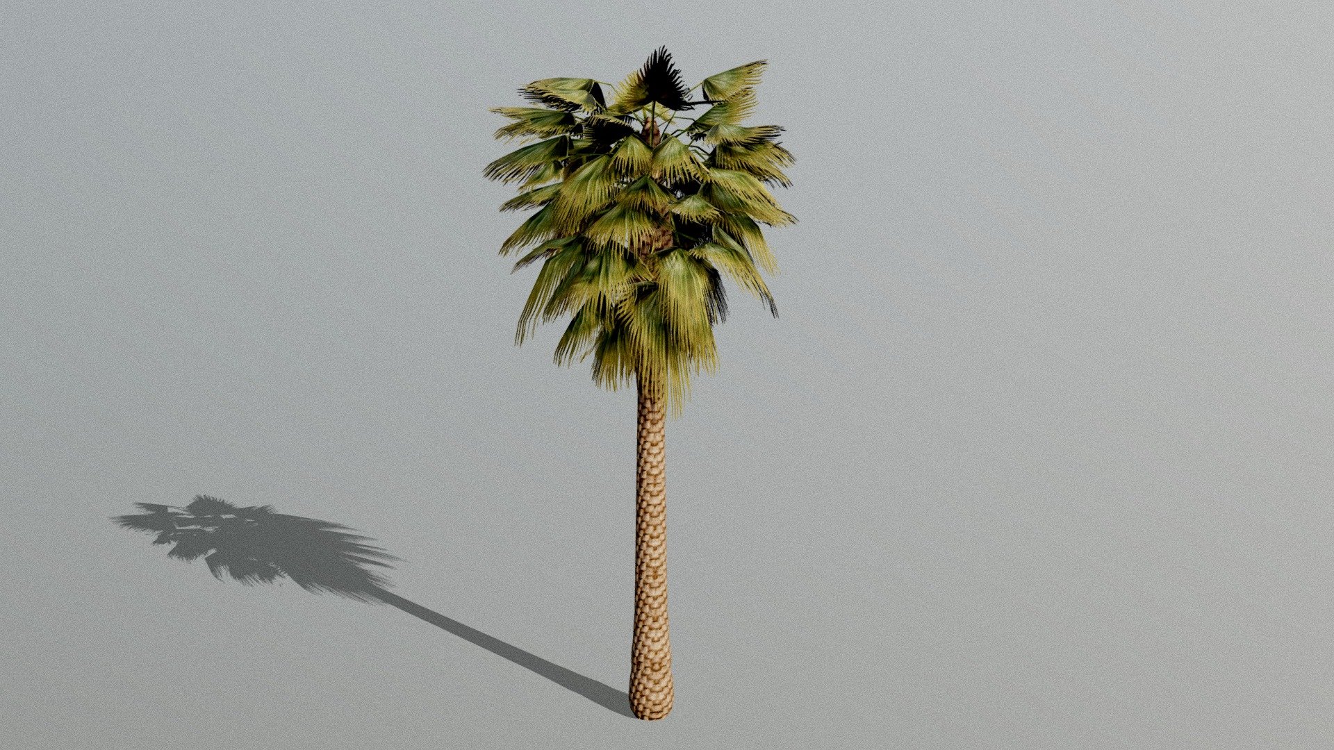Developed in Blender 3.2.0

Simple low poly palm, perfect for fast real time exterior rendering 3d model
