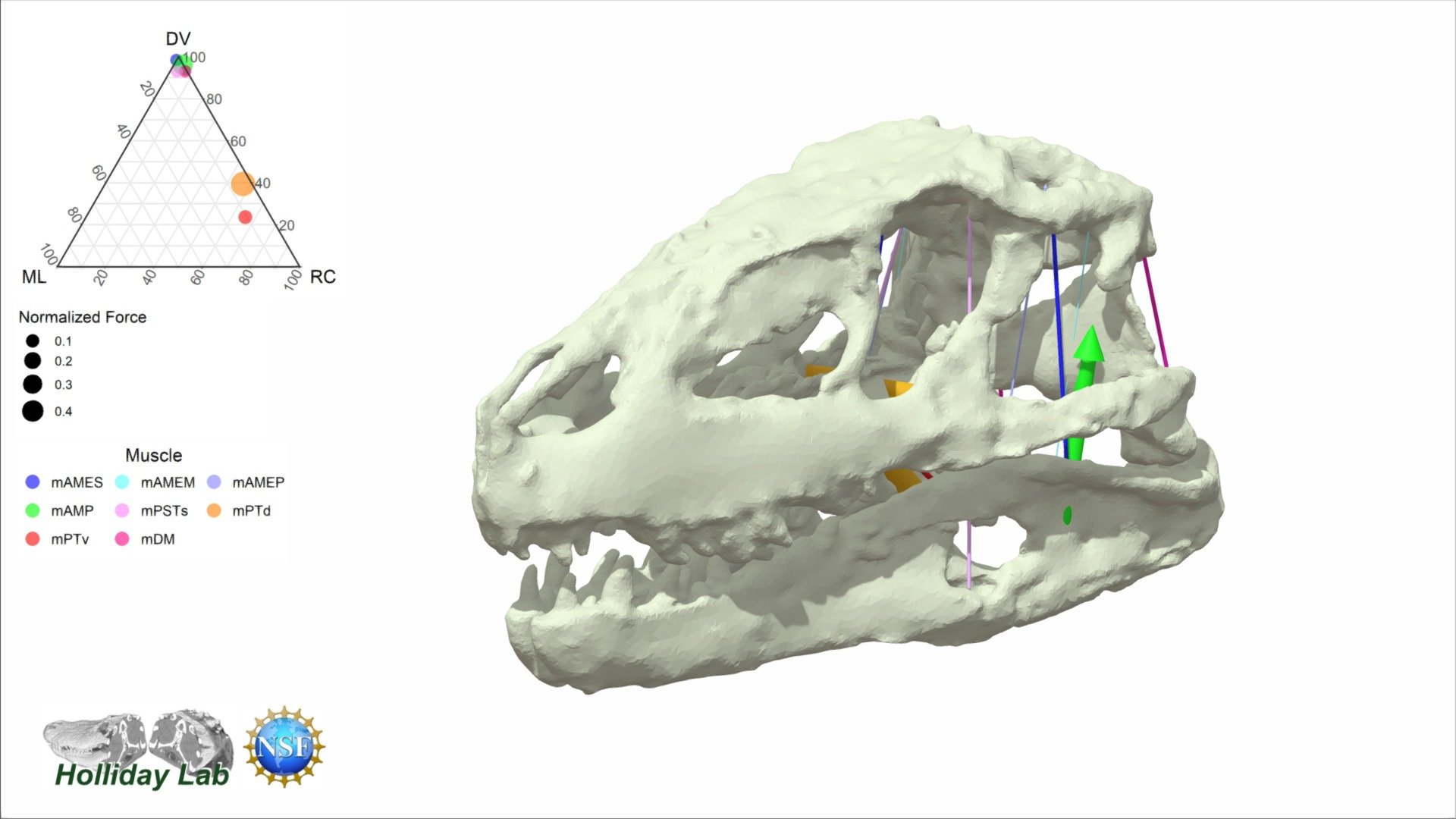 This 3D model of the terrestrial, predatory crocodylomorph Prestosuchus chiniquensis (UFRGS PV0629T) from the Triassic Santa Maria Formation in Rio Grande du Sul, Brazil shows the primitive condition of temporal muscles being largely vertically oriented as well as relatively vertically oriented pterygoideus muscles compared to later crocodylomorph species. Read more on how the evolution of skull shape in crocodilians affected jaw muscle function in Sellers et al (2022) in in Anatomical Record: https://doi.org/10.1002/ar.24912. The original descriptions of this awesome fossil can be found here: doi:10.4202/app.00527.2018 with thanks to Cesar Shultz (UFRGS) for sharing the data. Thanks to National Science Foundation 1631684 for supporting the work 3d model