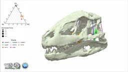 3D Jaw Muscles of Prestosuchus chiniquensis muscles, jaw, maya, suchian