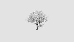 plum tree tree, plant, winter, key, snow, plum, 033, am100