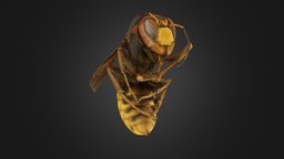 Dead European Hornet hornet, macro, metashape, agisoft, 3dscan