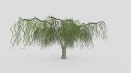 Weeping Willow Tree-03