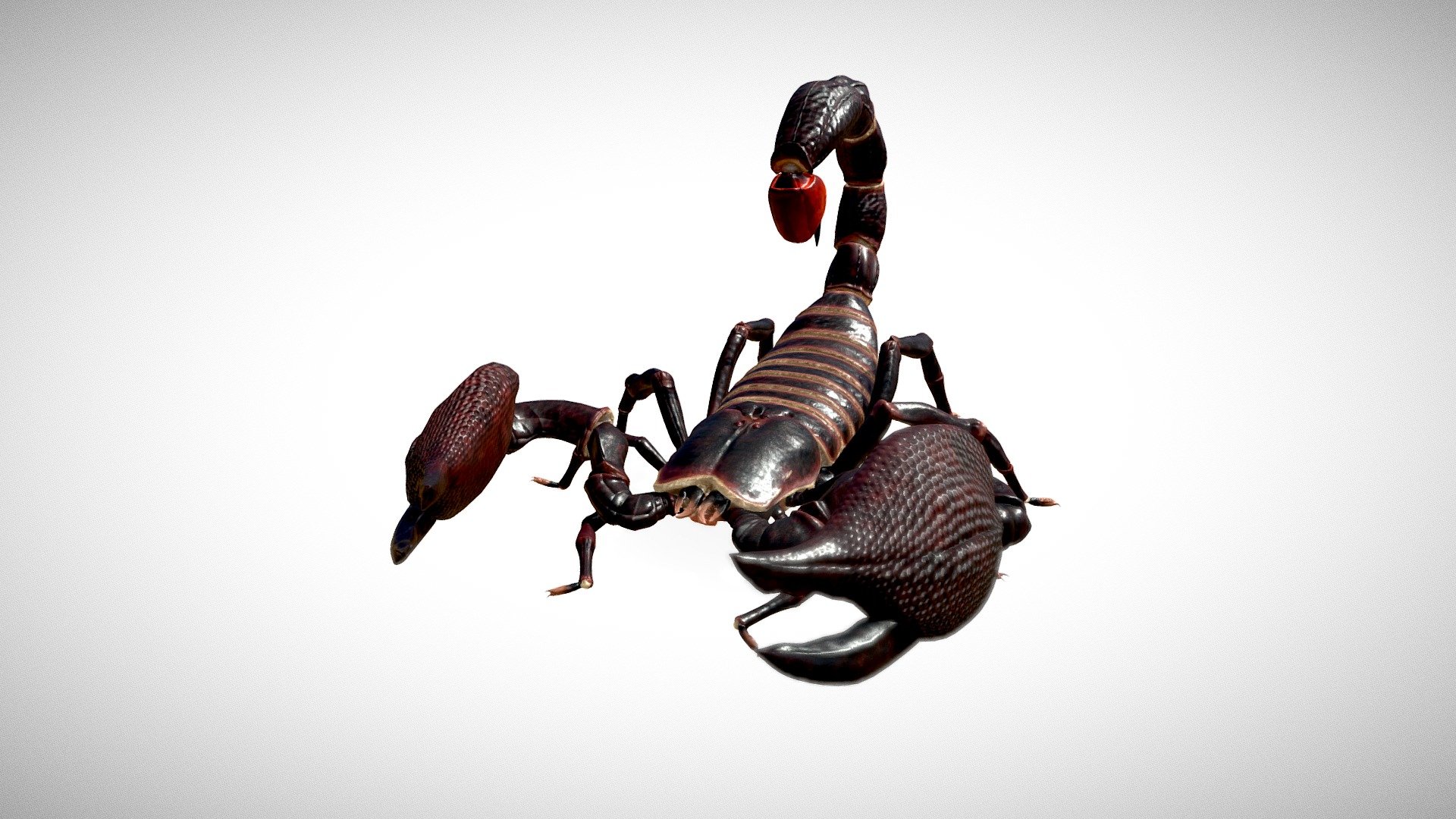 Scorpion - 3D model by Paracosma 3d model