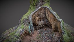 Tree 3 tree, nature, lithuania, realitycapture, photogrammetry, 3dscan