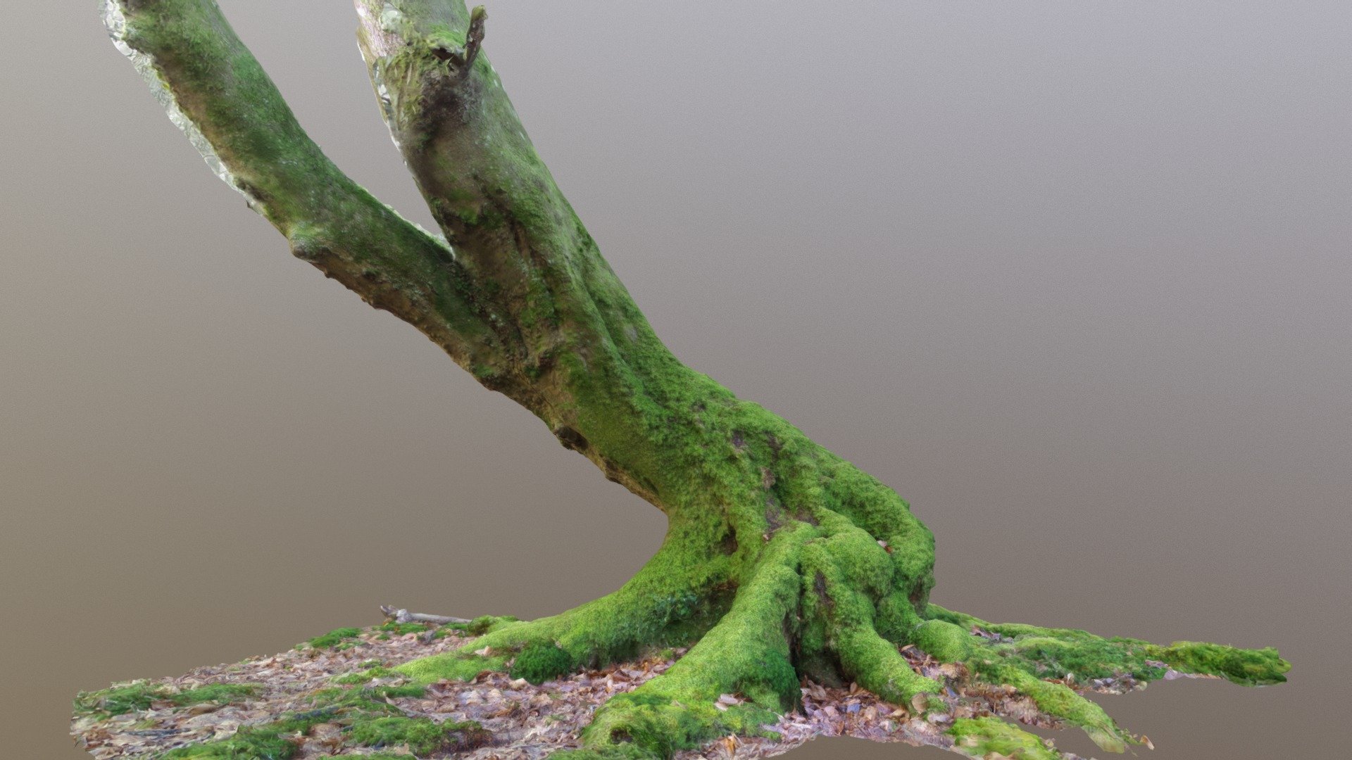 Mossy mystical looking curvy beech tree, photogrammetried in the New Forest, UK 2018 - Curvy Mossy Beech Tree - Buy Royalty Free 3D model by Jasper Cousins (@jazzcousins) 3d model