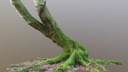Curvy Mossy Beech Tree tree, photogrametry, nature, moss, curvy, beech, bendy, agistoft, beech-tree, 3d-coat, blender, 3dscan