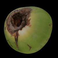 big coconut agisoft, photoscan