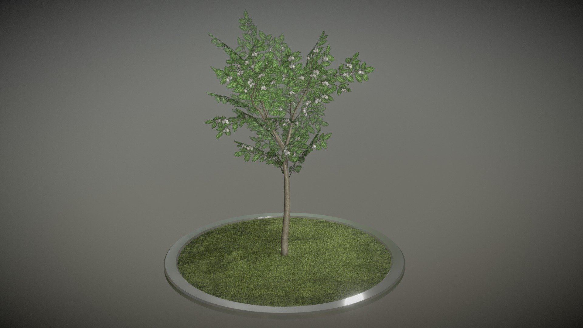 Here is a 4 meter high rowan tree sorbus-aucuparia in spring season.



Ein 3d-Objekt aus dem VIS-All Baum Module 4 



Textures:

-Color map

-Normal map

Here on Sketchfab you can see and purchase some of our 3d-models which we are using in our projects for VIS-All.

This model was created by 3DHaupt for the Software-Service John GmbH.

The model was created in Blender-3d - Rowan Tree - Sorbus-Aucuparia - 4m - Spring - Buy Royalty Free 3D model by VIS-All-3D (@VIS-All) 3d model