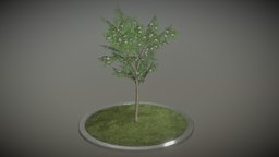 Rowan Tree tree, grass, flora, small, baum, spring, rowan, vis-all-3d, ebereschen, 3dhaupt, city-tree, software-service-john-gmbh, sorbus, aucuparia, rowan-tree-sorbus-aucuparia-4m, low-poly, blender3d, gameasset