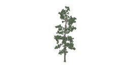 Eastern White Pine Tree #01 tree, white, pine, eastern, realistic, photoreal, conifer