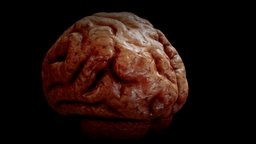 Brain brain, sss, props, texture, medical
