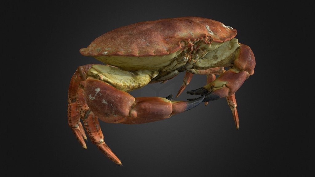 My Brown Crab model, started as a photogrammetry project but ended up needing lots of reworking 3d model