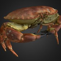 Brown Crab, crab, photogrammetry, scan