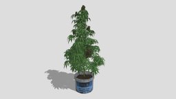 Cannabis Sativa plant