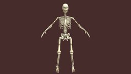 Skeleton-Low Poly