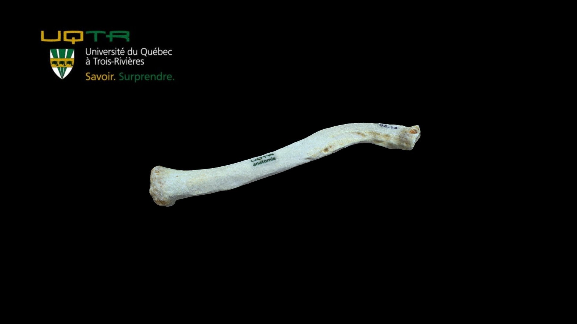 Clavicule gauche / Left clavicle - 3D model by Anatomie UQTR - Anatomy UQTR (@AnatomieUQTR) 3d model