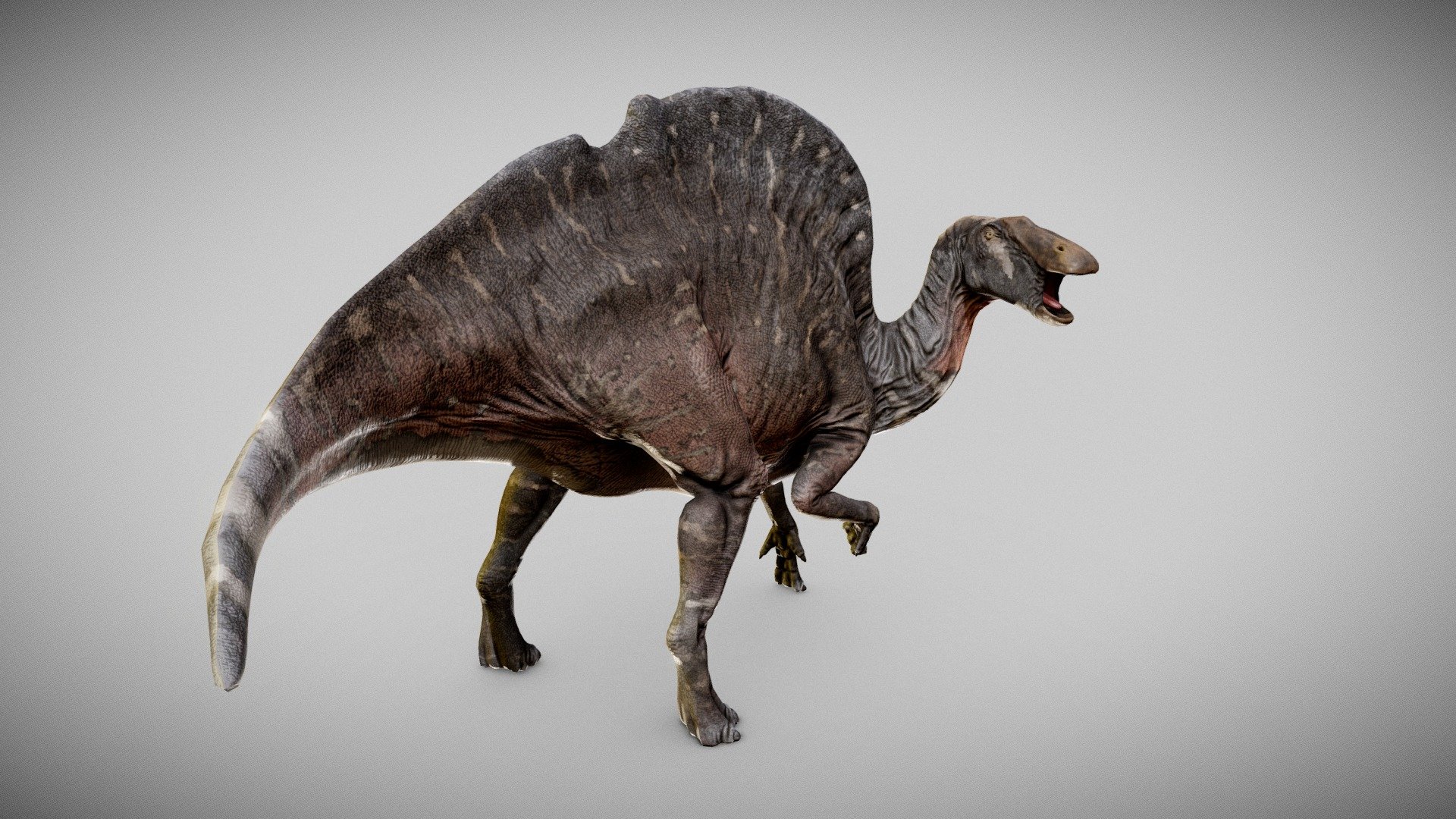 This Ouranosaurus pack contains: -One ready to rig neutral posed model -Four dynamic poses -All texture maps + 6 color variations - Ouranosaurus - Buy Royalty Free 3D model by Andrea Di Natale (@daenar.dna) 3d model