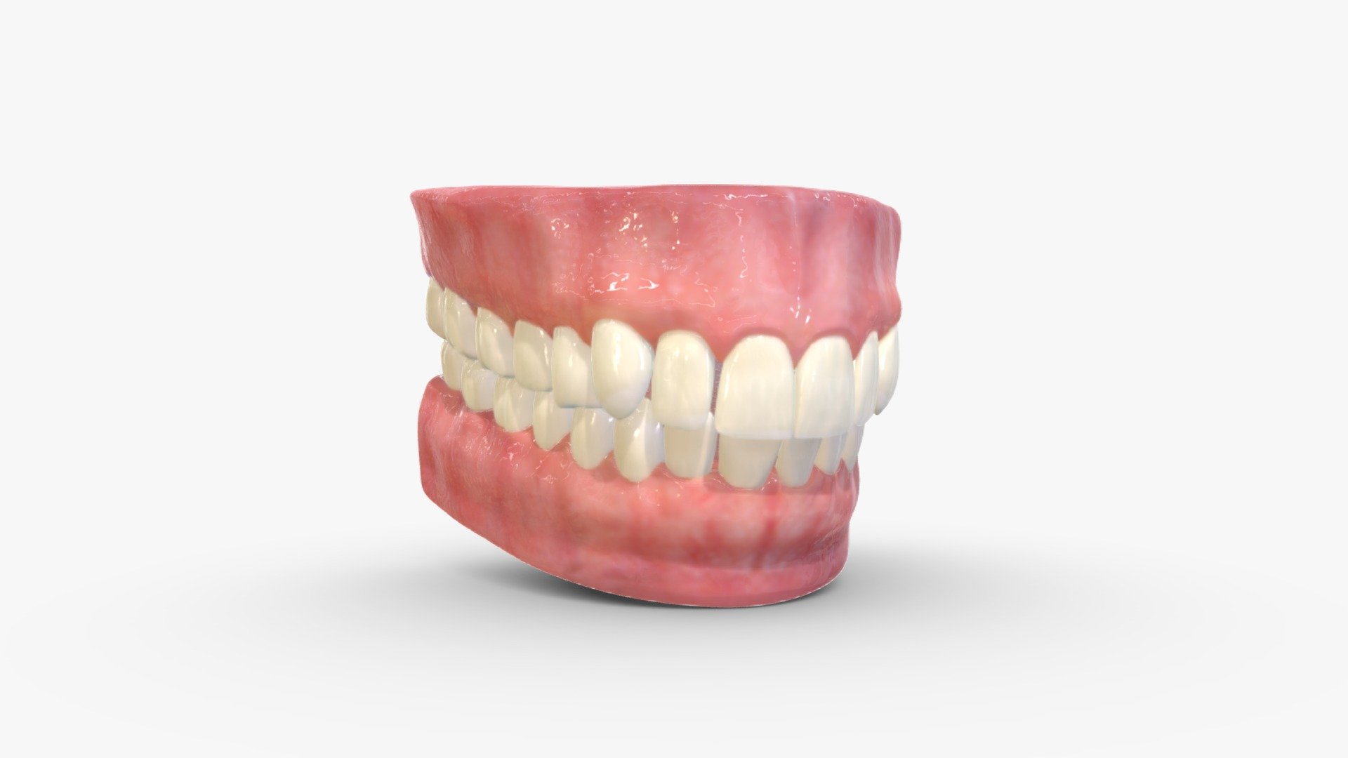 🙏 If you use these model for visual reference consider buying me a ☕ It would really help me out! *** https://ko-fi.com/heledahn***


This is a digital 3d model of a realistic mouth, with proportionate teeth, gums and a tongue. 






👉 I have other types of teeth avaliable at my shop with different proportions/configurations.

This model can be used either as a background prop, or as a closeup prop due to its high detail and visual quality.

This product will achieve realistic results in your rendering projects and animations, being greatly suited for close-ups due to their high quality topology and PBR shading 3d model
