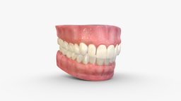 Realistic Teeth, Gums and Tongue mouth, teeth, tongue, gums, characters, orthodonthy