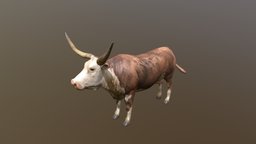 Texas Longhorn cow, texas, longhorn