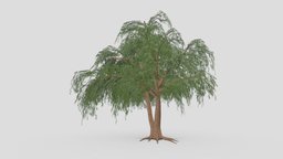 Prosopis Tree- 03