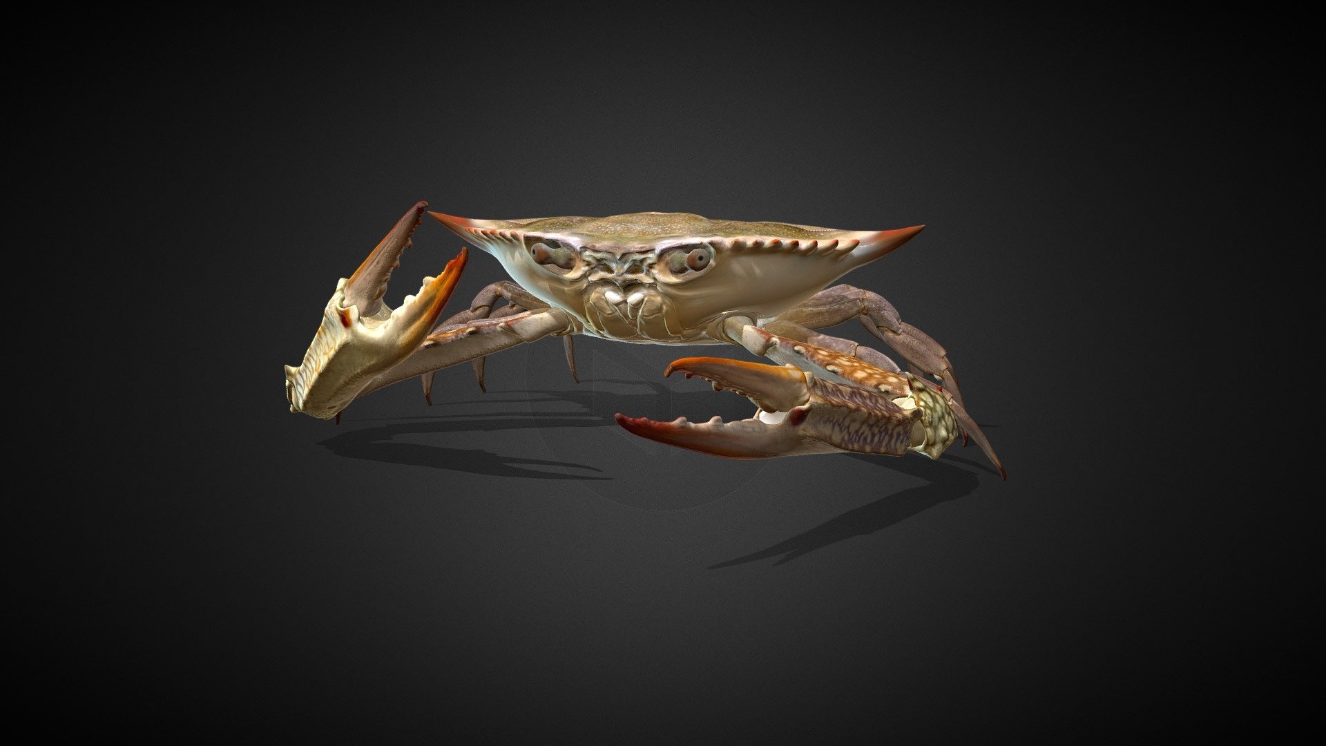 It's a relastic Crab , done with zbrush , it has diffuse and normal maps 3d model