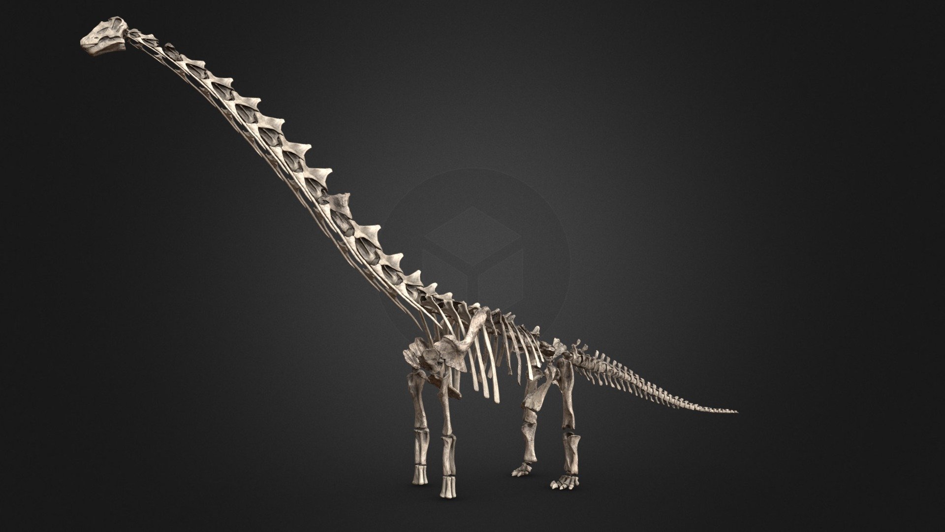 Low poly reconstructed skeleton of the giant sauropod Dreadnoughtus schrani from Southern Patagonia, Argentina. Dreadnoughtus lived during the Late Cretaceous some 70 to 76 million years ago.

The missing elements have been filled in with my own sculpted bones based on other titanosaurs. Existing bones themselves have not been repaired. Only two vertebrae have been only very slightly uncrushed.

Modified from https://skfb.ly/BSDy by dinosaurhunter under the CC Attribution licence.

From Lacovara et al., 2014 - Dreadnoughtus skeleton - 3D model by Olof Moleman (@lordtrilobite) 3d model