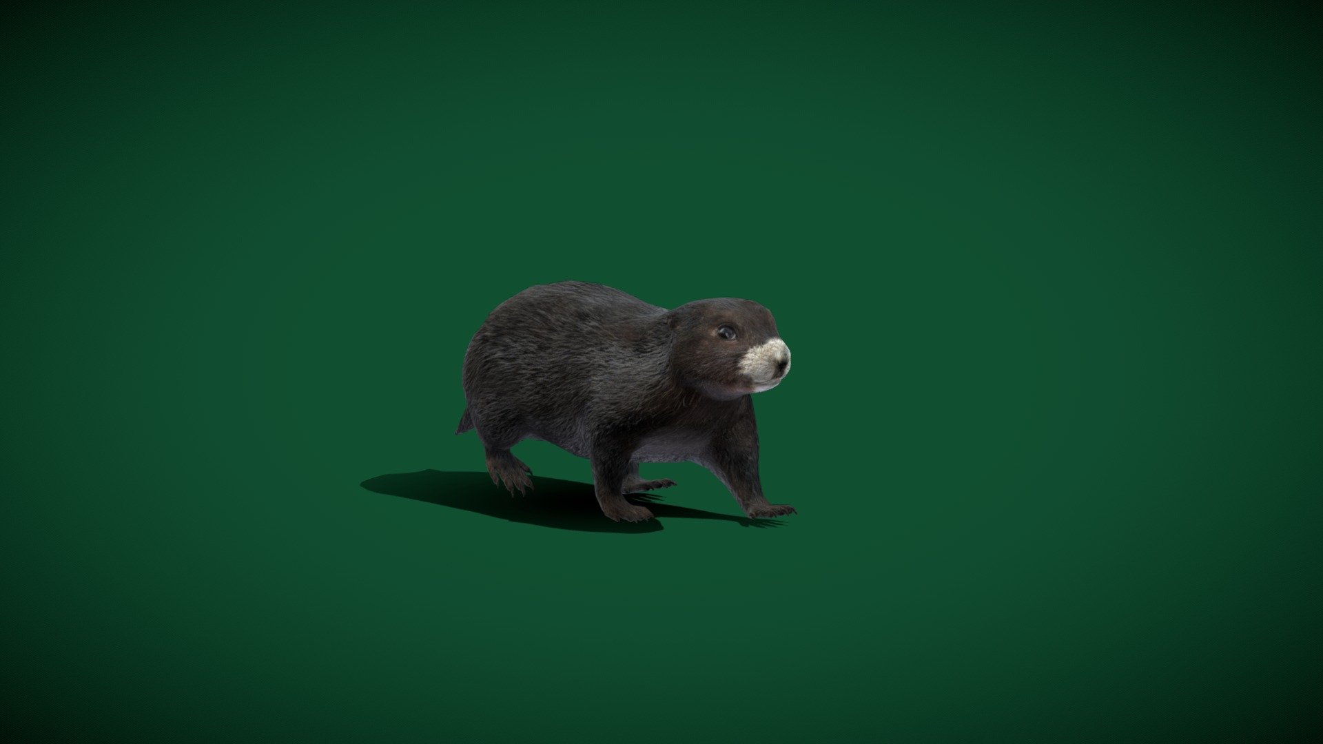 Vancouver Island marmot (Rodents) 

Marmota vancouverensis Animal Sciuridae (Critically Endangered)

1 Draw Calls

Lowpoly

GameReady

15 Animations

4K PBR Textures Material

Unreal FBX

Unity FBX  

Blend File 

USDZ File (AR Ready). Real Scale Dimension

Textures Files

GLB File

Gltf File ( Spark AR, Lens Studio(SnapChat) , Effector(Tiktok) , Spline, Play Canvas ) Compatible

Triangles : 8376

Vertices  : 4224

Faces     : 4204

Edges     : 8425
 Diffuse, Metallic, Roughness , Normal Map ,Specular Map,AO,
 The Vancouver Island marmot naturally occurs only in the high mountains of Vancouver Island, in British Columbia. This particular marmot species is large compared to some other marmots, and most other rodents. Wikipedia
Scientific name: Marmota vancouverensis
Conservation status: Critically Endangered (Population decreasing)

 - Vancouver Island Marmot (Lowpoly) - Buy Royalty Free 3D model by Nyilonelycompany 3d model