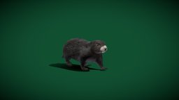 Vancouver Island Marmot (Lowpoly) cute, animals, island, groundhog, vancouver, rodents, endangered-species, pbr, lowpoly, creature, animation, marmota, vancouverensis, nyilonelycompany, noai, critically_endangered, vancouver_island_marmot