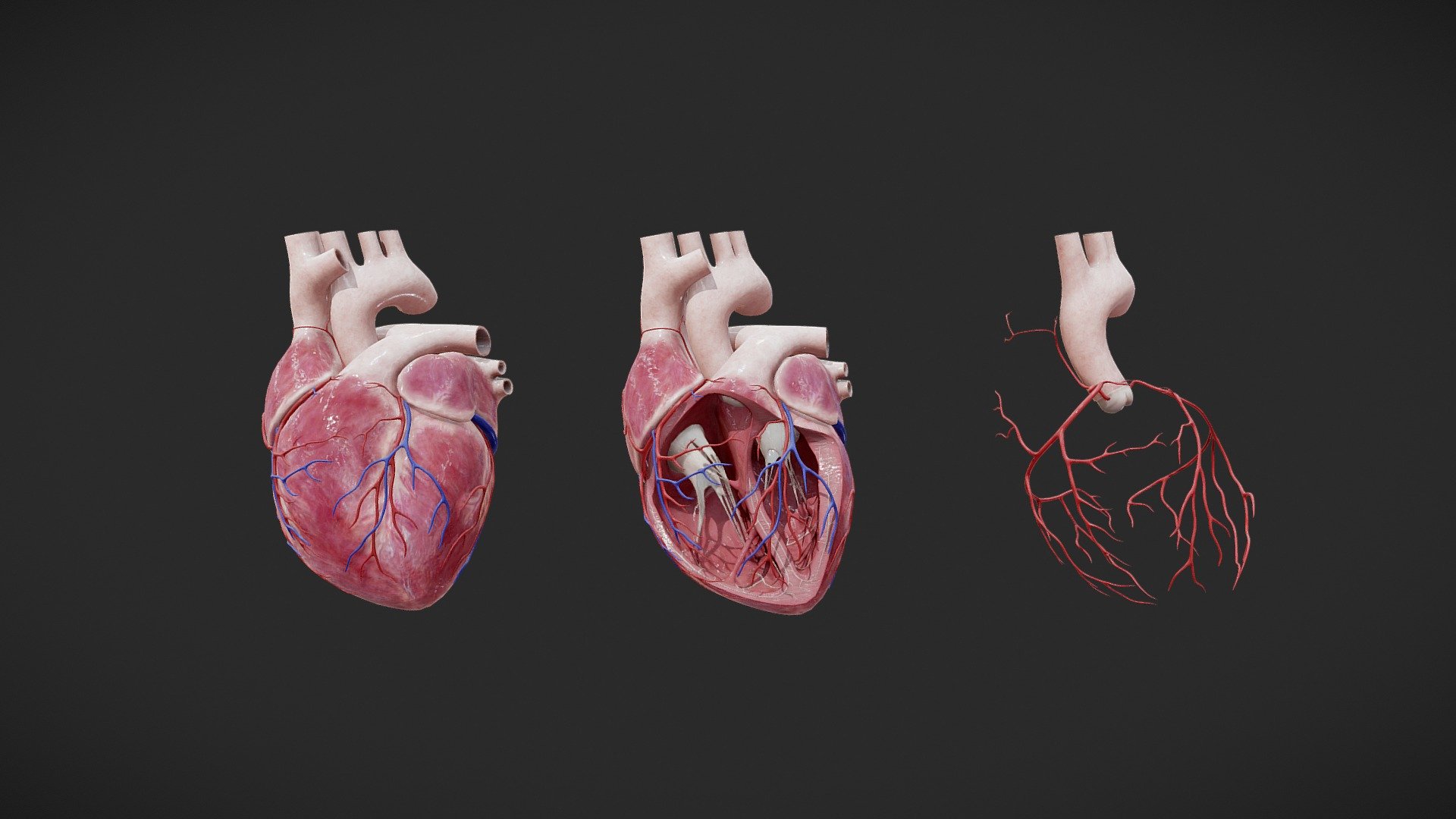 heart anatomy

VR/Game Ready - Heart Anatomy - Buy Royalty Free 3D model by haokai (@haokaiqoo) 3d model