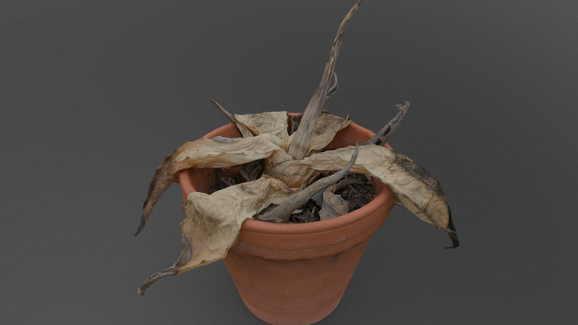 Dead dry agave cactus plant with small spines sucullent plant, in small terracotta flower pot planter

photogrammetry scan (160x36mp), 1x8k texture + normals - Dead agave cactus - Buy Royalty Free 3D model by matousekfoto 3d model