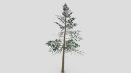 Pine Tree- Lowpoly_ 03