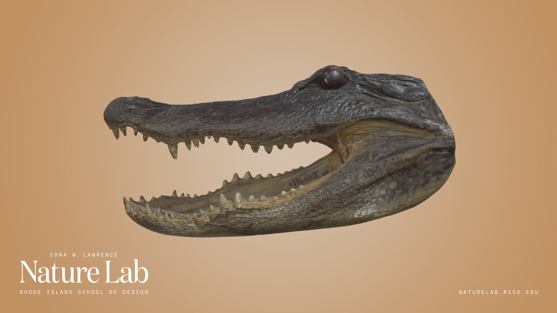 This is the head of an American alligator (Alligator mississippiensis), one of only two extant species in the subfamily Alligatorinae. 

More info here: 
https://animaldiversity.org/accounts/Alligator_mississippiensis/
https://en.wikipedia.org/wiki/American_alligator

Accession Number: HLOVE.08

Captured with Artec Spider 3D Scanner 
https://www.artec3d.com/portable-3d-scanners/artec-spider-v2 - Alligator Head - Download Free 3D model by RISD Nature Lab (@RISDNaturelab) 3d model