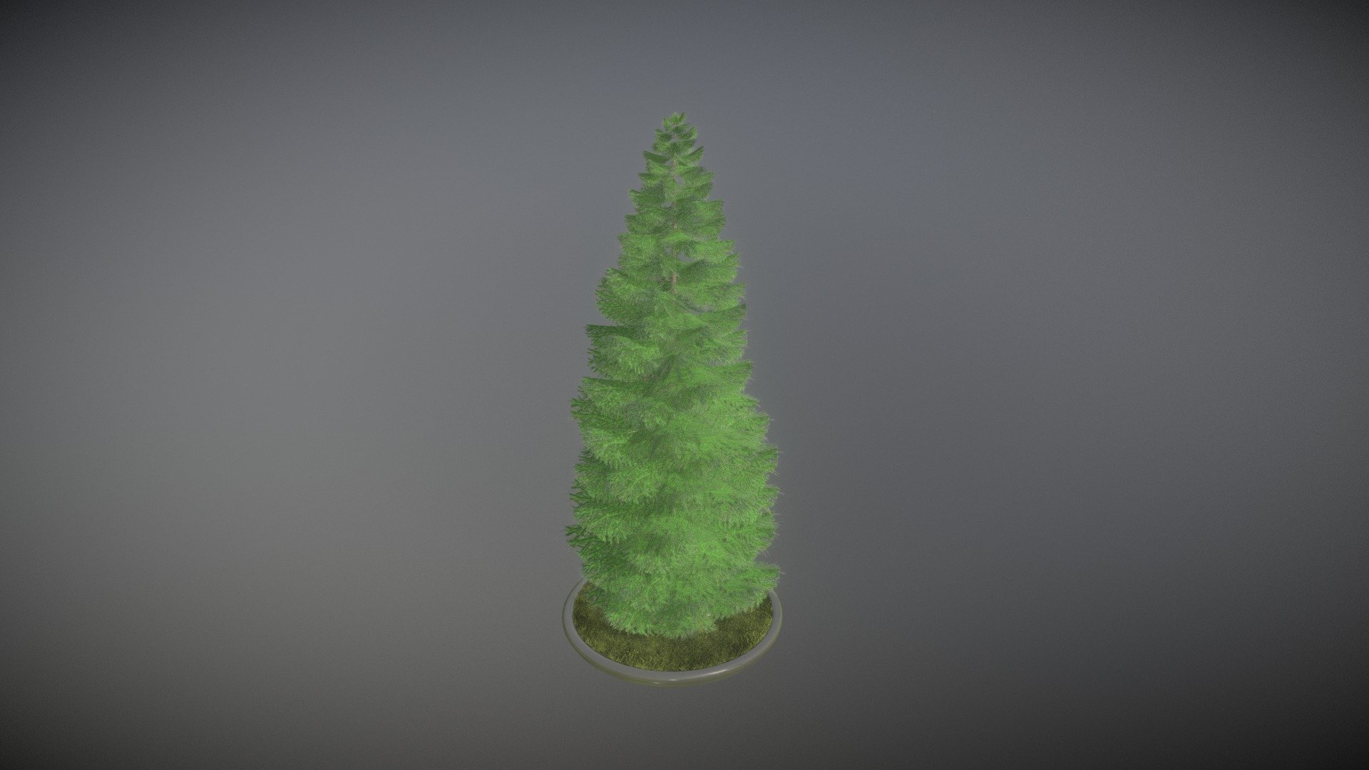 Here is a 21 meter high spruce tree.

 - Spruce Tree - 21 Meter- Version 1 - Buy Royalty Free 3D model by VIS-All-3D (@VIS-All) 3d model