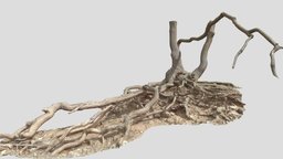 PBR Oak Roots Big Scan tree, forest, small, oak, ground, big, huge, branch, trunk, realistic, water, nature, stump, lot, rocky, roots, overhang, rooty, photoscan, 3d, blender, pbr, model, scan, landescape