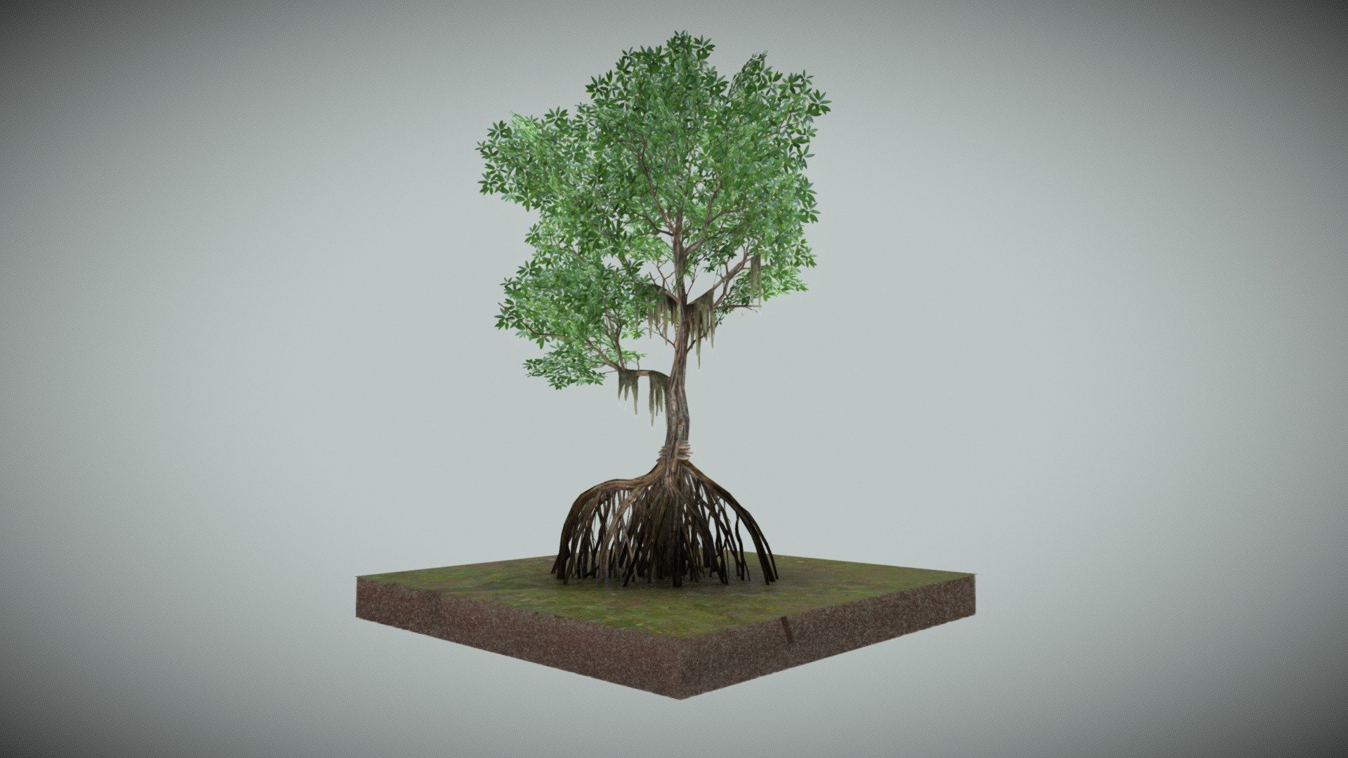 Red Mangrove - Rhizophora mangle

Hand-modelled low-poly tree made for gaming. 

As member of the rhizophoraceae family mangrove trees grow in tropical &amp; coastal swamp ecosystems. Typically on aerial prop roots, which arch above the water level, giving stands of this tree the characteristic &ldquo;mangrove