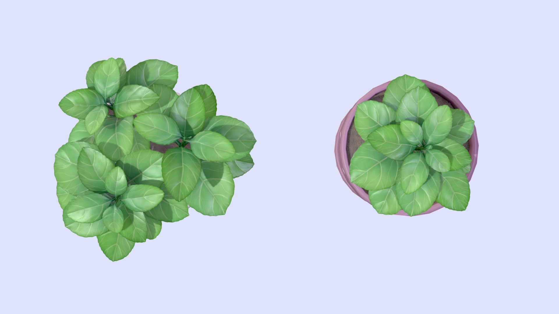 Low poly basil plants for my kitchen environment project.

Modeled in Blender &amp; Zbrush, textured in Substance 3d Painter 3d model