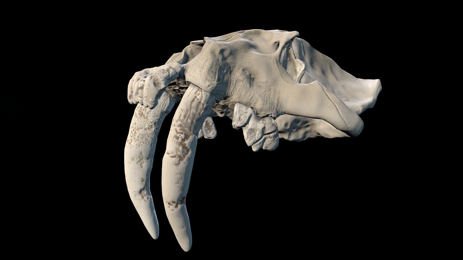 Smilodon (Sabertooth Cat) Skull - Buy Royalty Free 3D model by the Georgeous (@thegeorgeous) 3d model