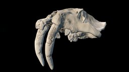 Smilodon (Sabertooth Cat) Skull 