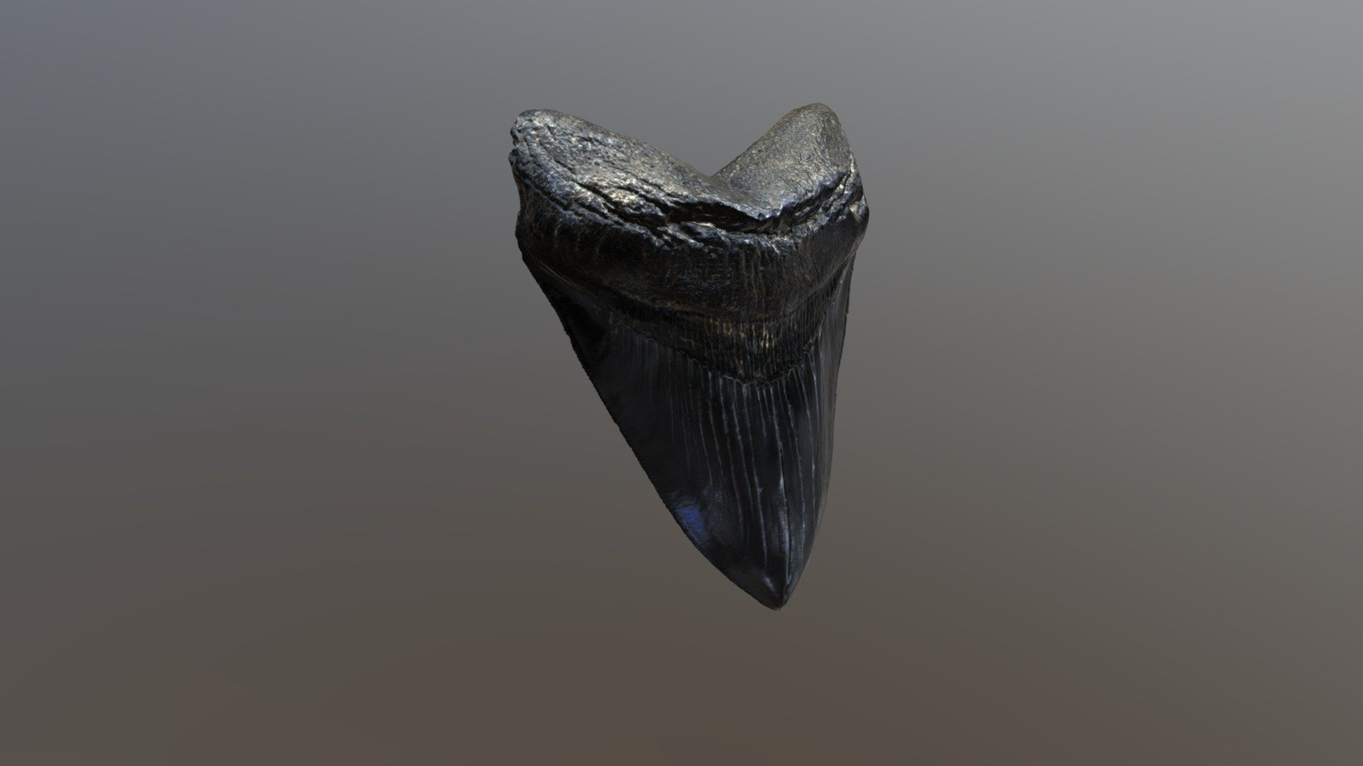 Nice, complete, black megalodon tooth with serations. Scanned using an Artec Space Spider.  I improved the texture on this one - Black Megalodon Tooth - Buy Royalty Free 3D model by ex_natura 3d model