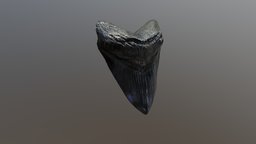 Black Megalodon Tooth shark, 3dscanning, tooth, artec, fossil, fossils, megalodon, sharks, artec-space-spider, 3dscan