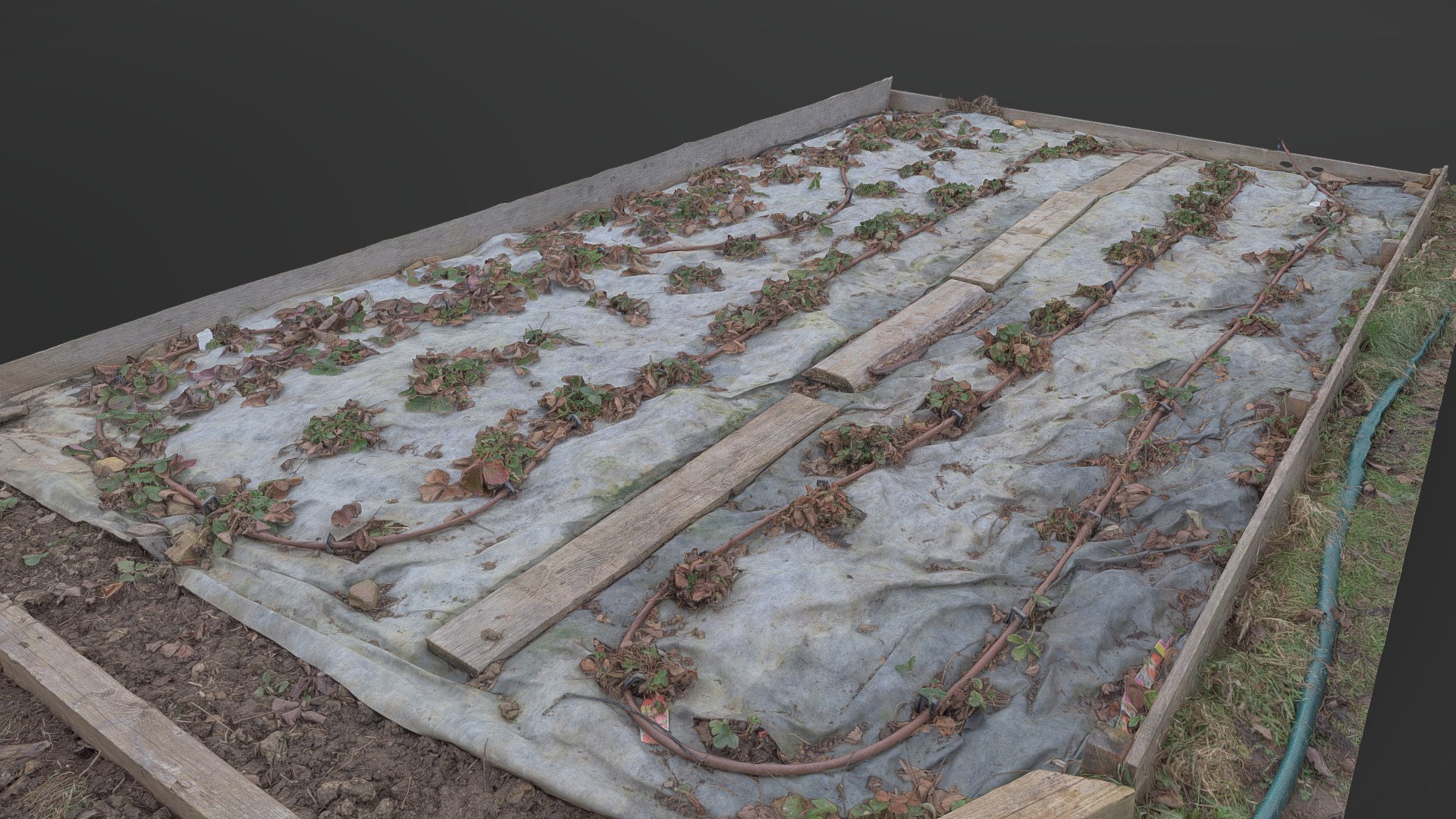 Organic natural Raised strawberry planting growing flower bed soil with water irrigation pipes and manure fertilizer, natural farming gardening production

photogrammetry scan (180x36mp), 4x8k textures + hd normals (as addiional .zip download) - Raised strawberry planting bed - Buy Royalty Free 3D model by matousekfoto 3d model