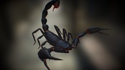 Scorpion 03, Emperor scorpion, bug, desert, emperor, arachnid, poison, stinger, poisonous, creature, animal
