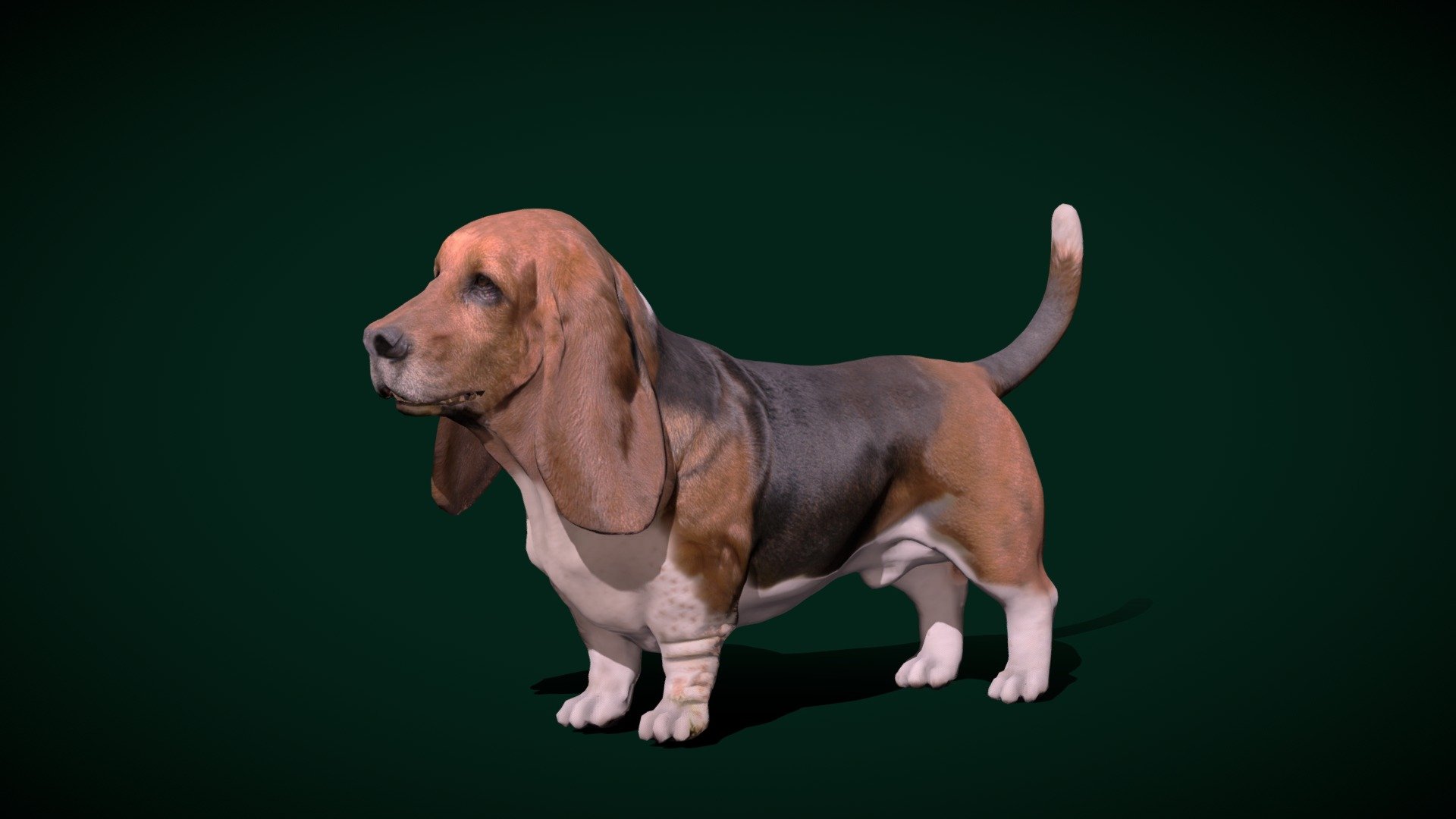 Basset Hound Dog Breed (scent hound ) short-legged breed,France

Canis lupus familiaris Animal Mammal( Hunting Hare Dog) Pet,Cute

1 Draw Calls

Midpoly

Game Ready (Asset)

Subdivision Surface Ready

Single- Animations

4K PBR Textures Material

Unreal FBX (Unreal 4,5 Plus)

Unity FBX

Blend File 3.6.5 LTS

USDZ File (AR Ready). Real Scale Dimension (Xcode ,Reality Composer, Keynote Ready)

Textures Files

GLB File (Unreal 5.1 Plus Native Support)

Gltf File ( Spark AR, Lens Studio(SnapChat) , Effector(Tiktok) , Spline, Play Canvas,Omiverse ) Compatible

Triangles -29109

Faces -14869

Edges -29590

Vertices -14755

Diffuse, Metallic, Roughness , Normal Map ,Specular Map,AO
The Basset Hound is a short-legged breed of dog in the hound family. The Basset is a scent hound that was originally bred for the purpose of hunting hare. T
 - Basset Hound Dog Breed - Buy Royalty Free 3D model by Nyilonelycompany 3d model
