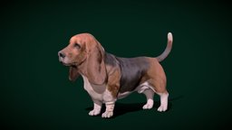 Basset Hound Dog Breed france, cute, dog, pet, animals, creatures, mammal, hound, basset, zoo, nature, game-ready, game-asset, canis, basset-hound, animation, nyilonelycompany, noai, short-legged, anyimals, scent-hound, hunt-dog, bassethound-dog, hunting-hare-dog