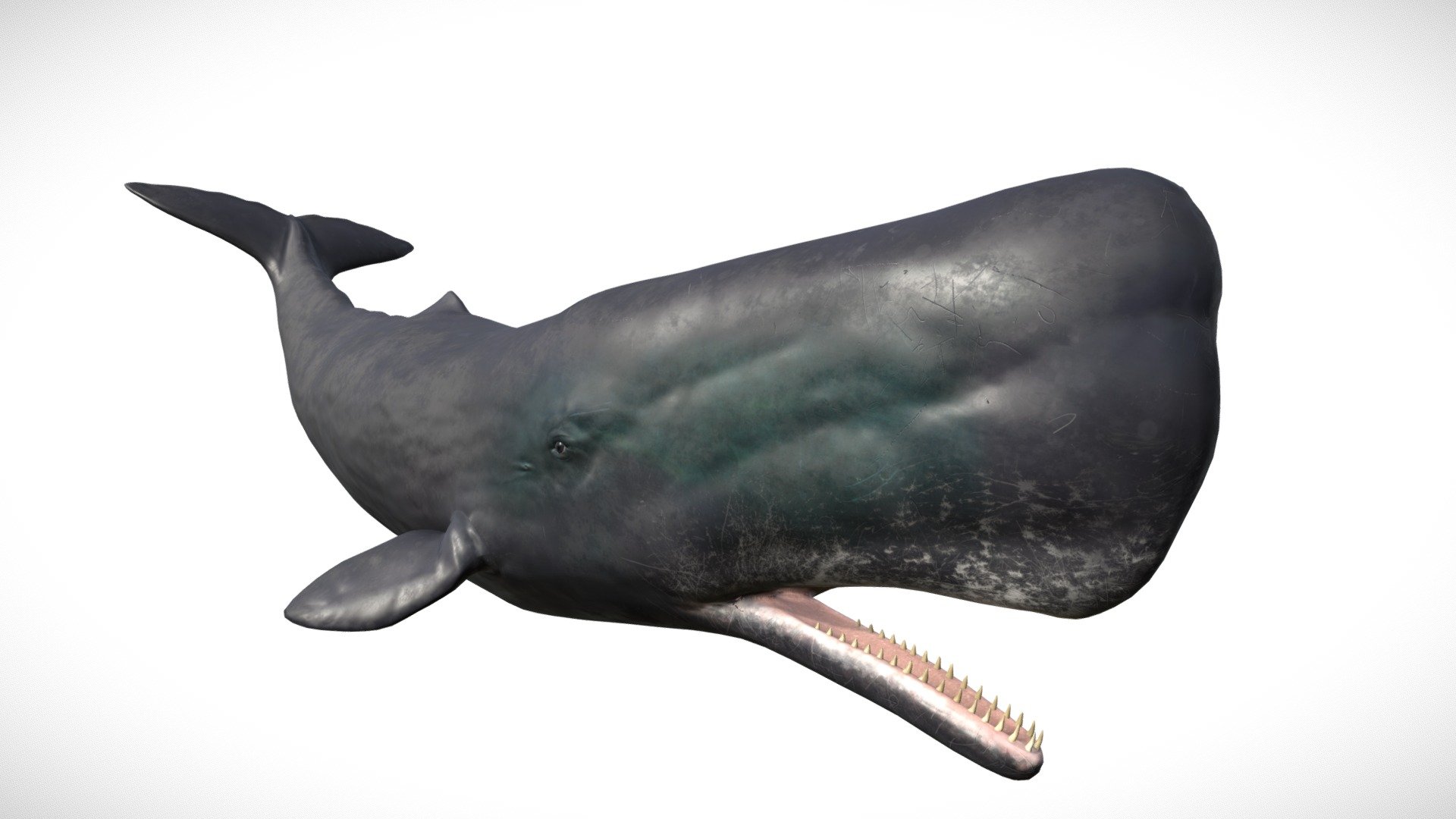 This sperm whale comes with the following Animations:




Swim

Idle

Pose Left

Pose Right

Pose Jaw Open

Filetypes included are




Unreal Engine 4.16 Project with Spline System and Underwater scene included

FBX Files

3DS Max 2019

The model comes with 4 LODs ranging from 26,600 to 900 vertices.


---- Unreal Engine Details ----
Download UE4 Demo

This Sperm Whale comes with a procedural spline animation system that produces dynamic acceleration, turning and rolling along splines. The whale’s mouth optionally opens when it nears the player or animates on its own. The whale also makes its natural &lsquo;clicking noises' at random intervals (4 sounds included), and the package also contains an underwater background sound with a school of sperm whales for added ambiance. It comes with an additional &lsquo;white whale' material, for potential Moby Dick experiences - Sperm Whale - Buy Royalty Free 3D model by Davis3D 3d model